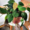 Philodendron Micans