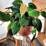 Philodendron Micans