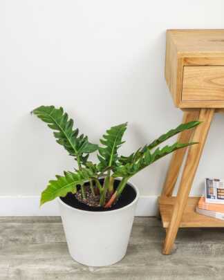 Philodendron Narrow