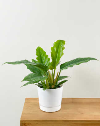 philodendron narrow escape