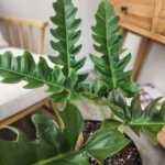 Philodendron Narrow