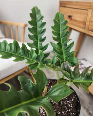Philodendron Narrow