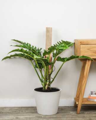 Philodendron Narrow