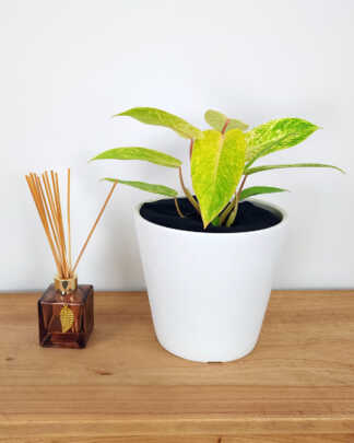 Philodendron Painted Lady