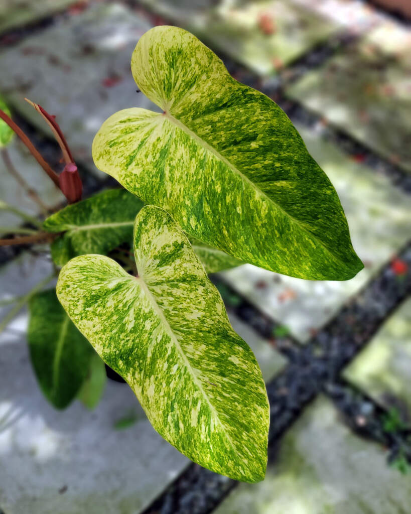 Philodendron 'Painted Lady' main image 0