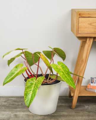 Philodendron Painted Lady