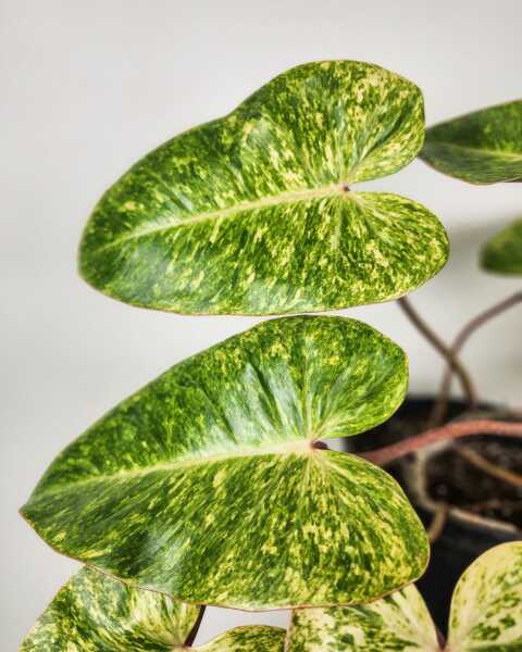 Foliage Foliage