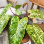 Philodendron Painted Lady