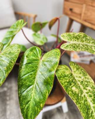 Philodendron Painted Lady