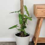 Philodendron Paraiso Verde