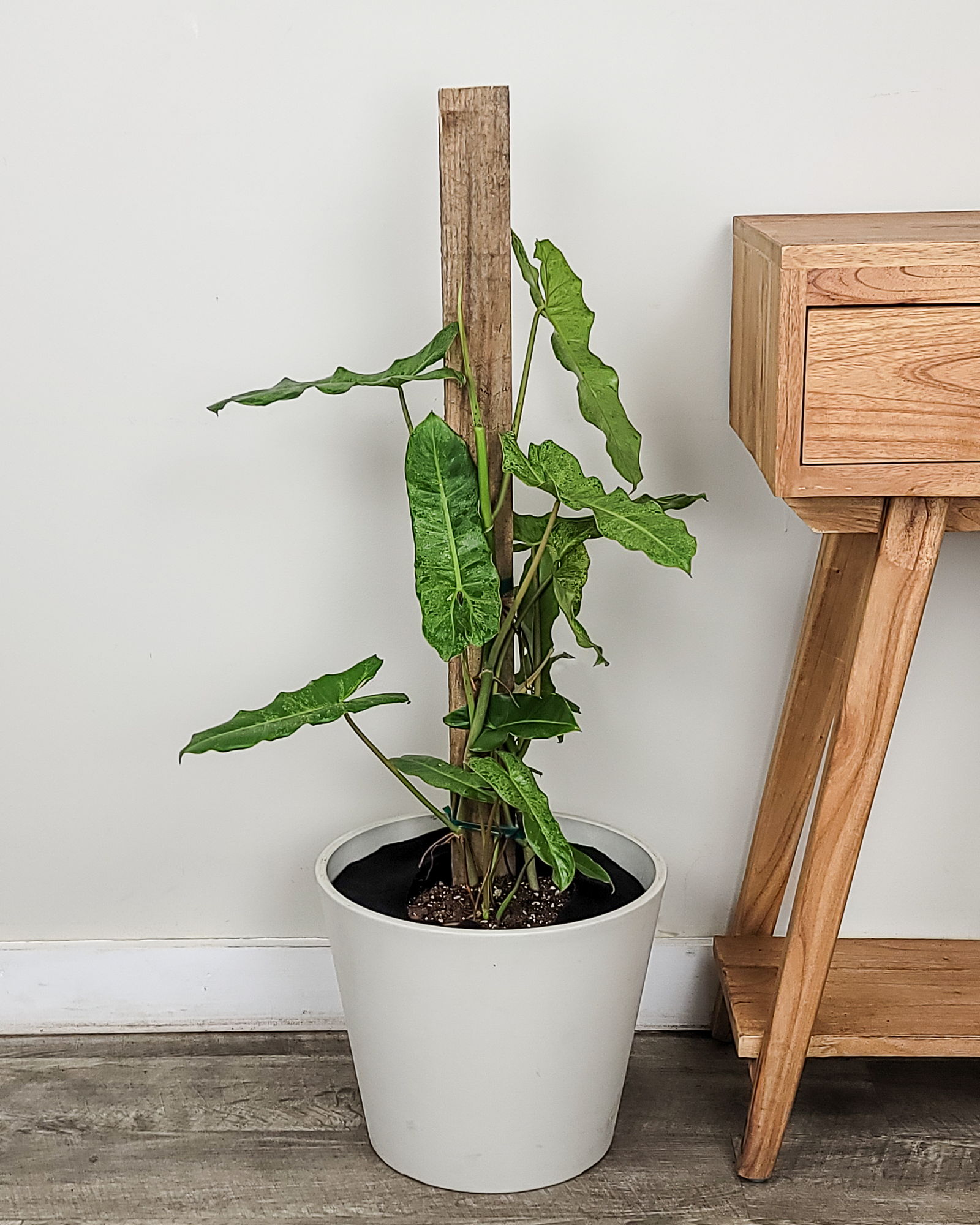 Philodendron 'Paraiso Verde' | PlantVine