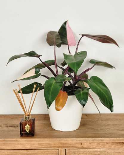 Philodendron-Pink-Princess-1G-