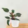 Philodendron Pink Princess