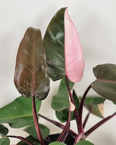 Philodendron Pink Princess Foliage copy