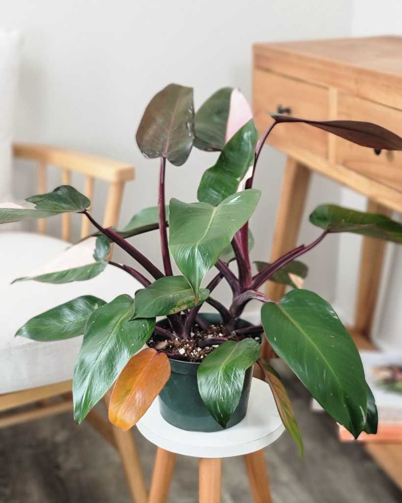 Philodendron 'Pink Princess'