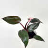 Philodendron Pink Princess