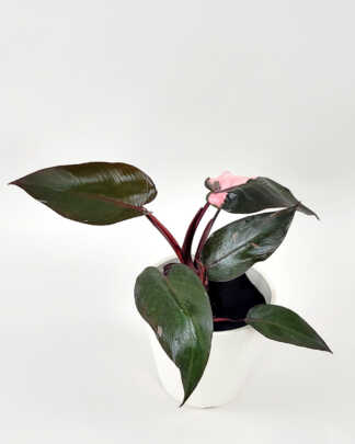 Philodendron Pink Princess