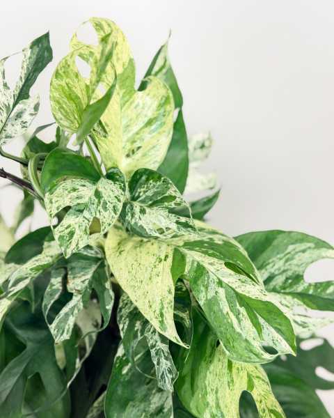 Foliage 1 Foliage 1
