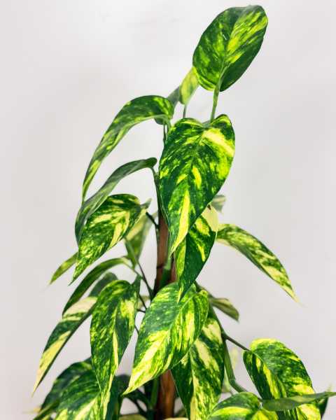 Foliage