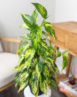 Philodendron Pinnatum Yellow Flame