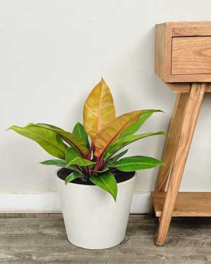 Philodendron Prince of Orange, Prince of Orange Philodendron