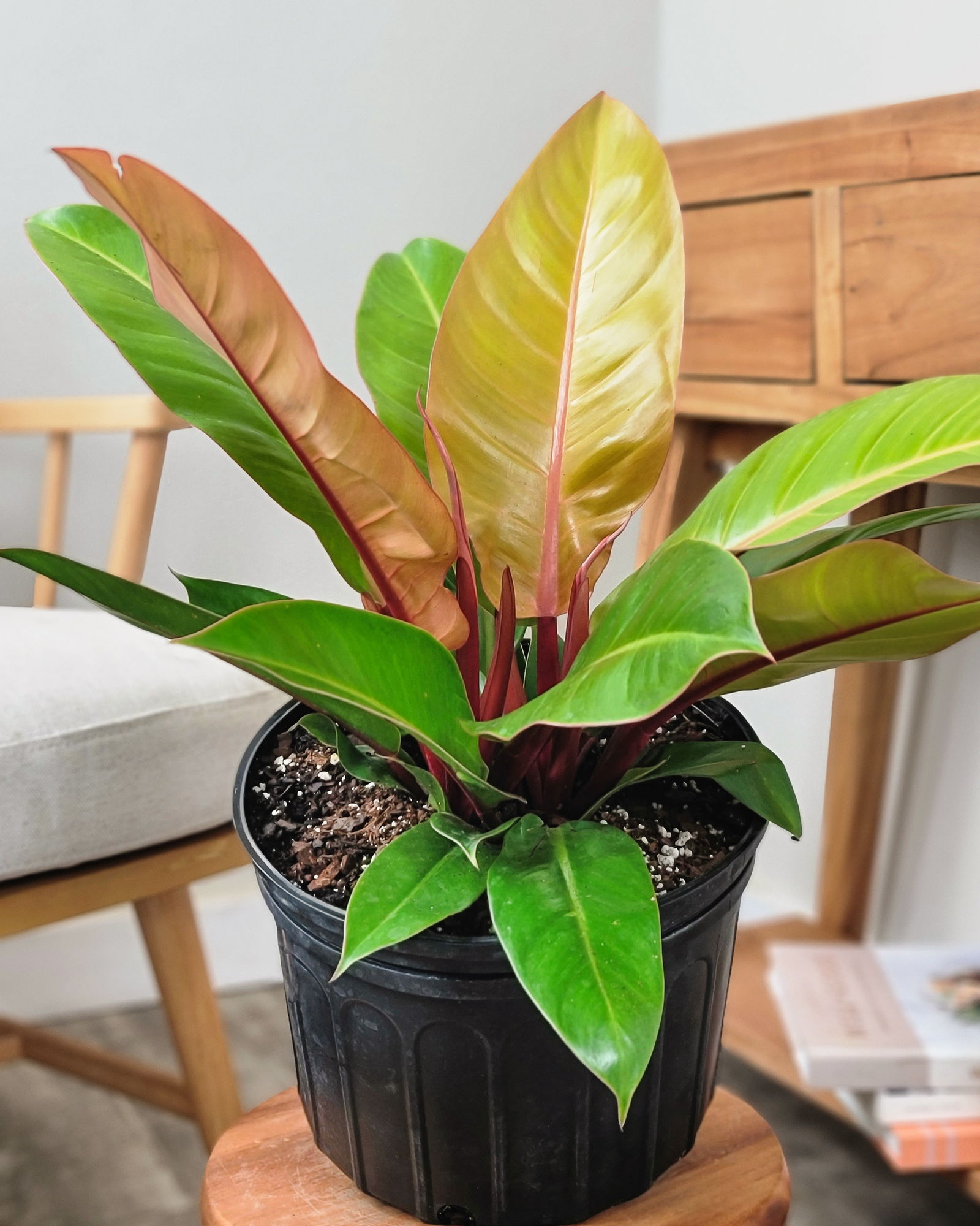 Philodendron Prince of Orange, Prince of Orange Philodendron