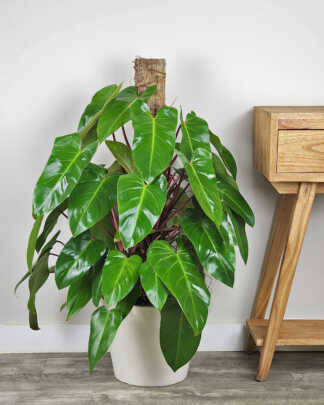 Philodendron Red Emerald
