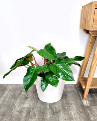 Philodendron Red Emerald