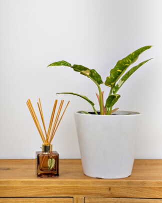 Philodendron Ring of Fire