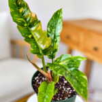 Philodendron Ring of Fire