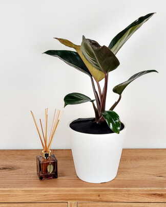 Philodendron Rojo Congo