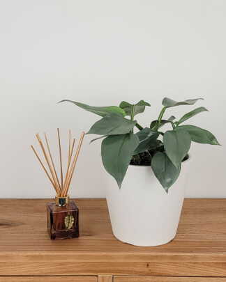 Philodendron Silver Sword