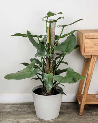 Philodendron Silver Sword