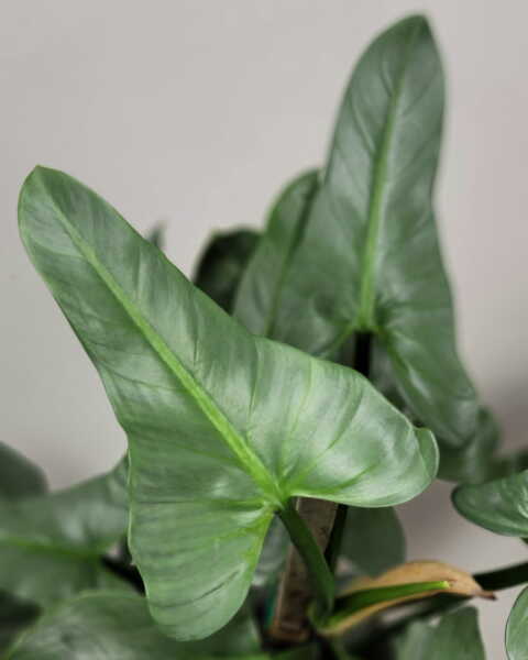 Foliage Foliage