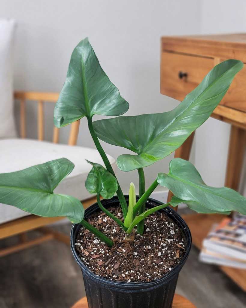 Philodendron 'Silver Sword'