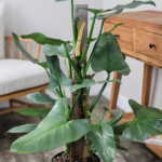 Philodendron Silver Sword