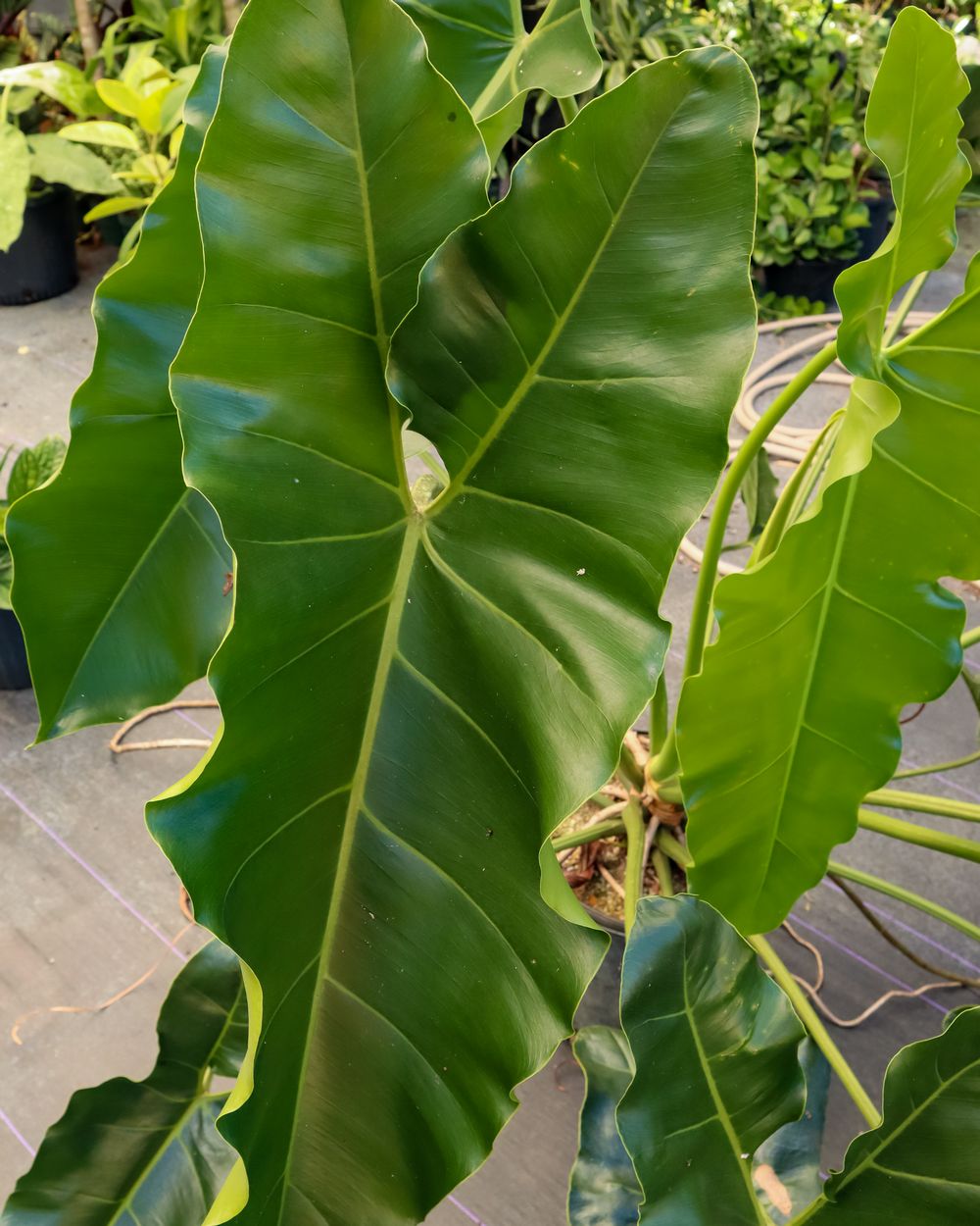 Buy Philodendron Stenolobum Free Shipping over 100