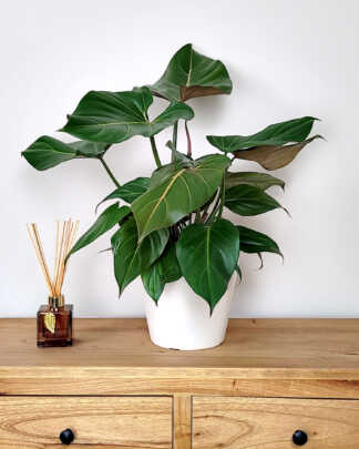 Philodendron Summer Glory