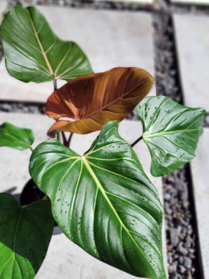 Foliage