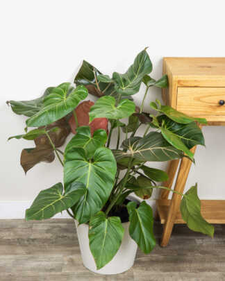 Philodendron Summer Glory