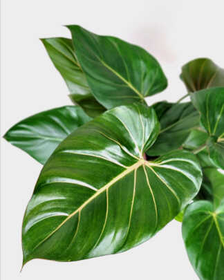 Philodendron 'Summer Glory'