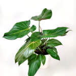 Philodendron Summer Glory