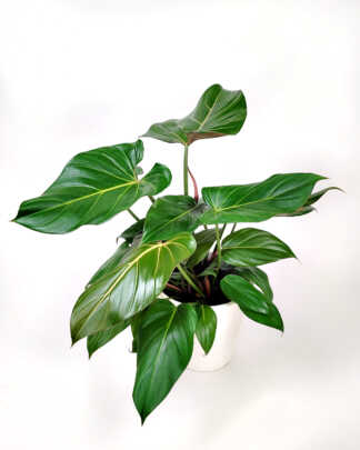 Philodendron Summer Glory