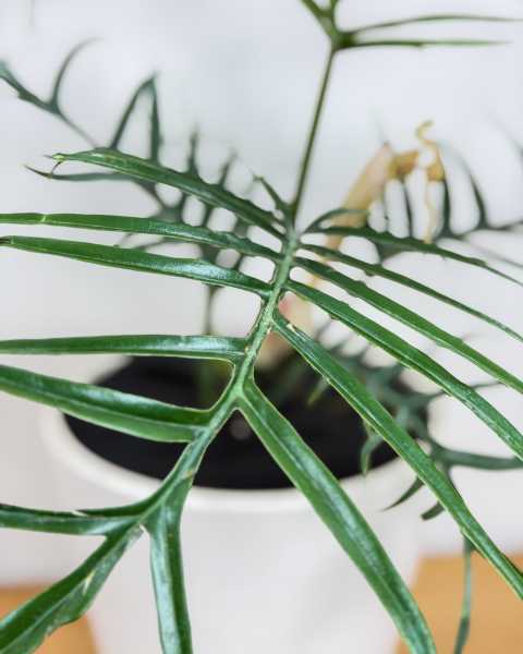 Foliage 1
