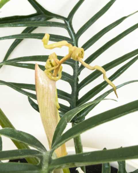 Foliage 2