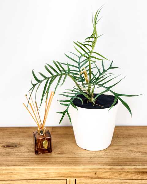 Medium, Bush