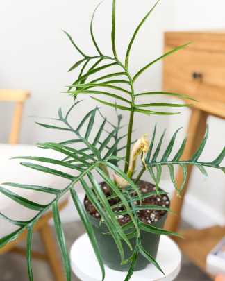 Philodendron Tortum