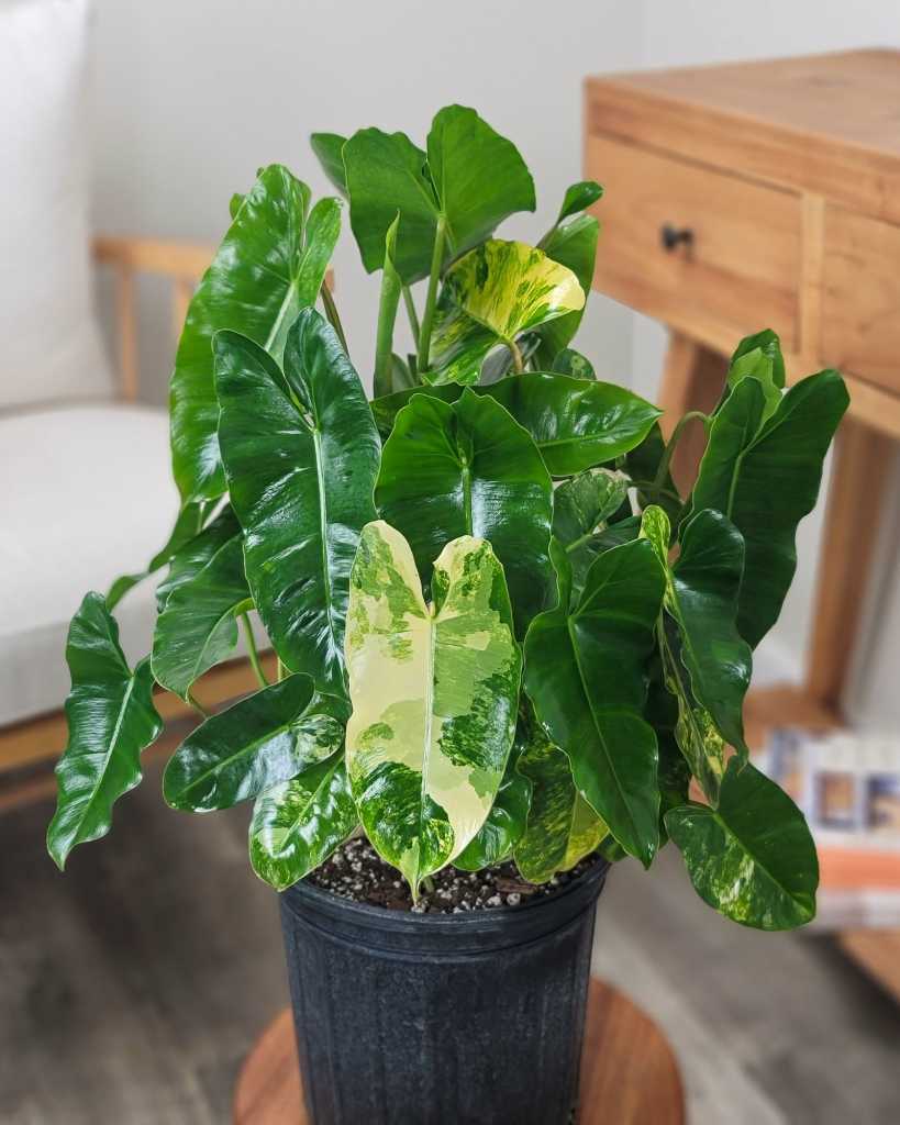 Philodendron 'Variegated Burle Marx'