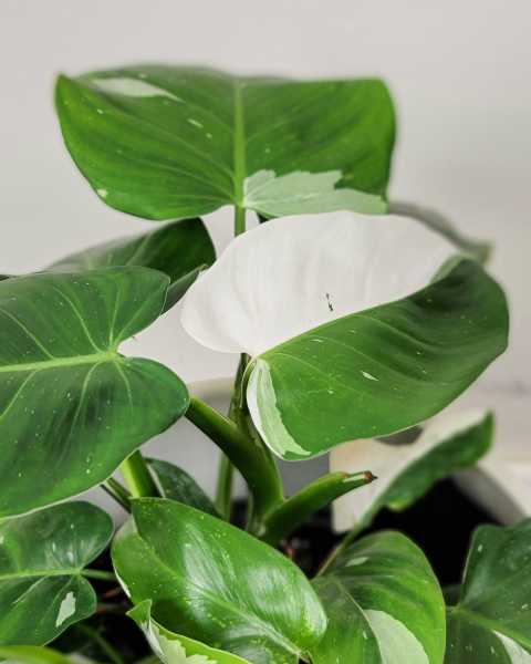 Foliage Foliage