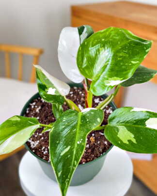 Philodendron White Princess